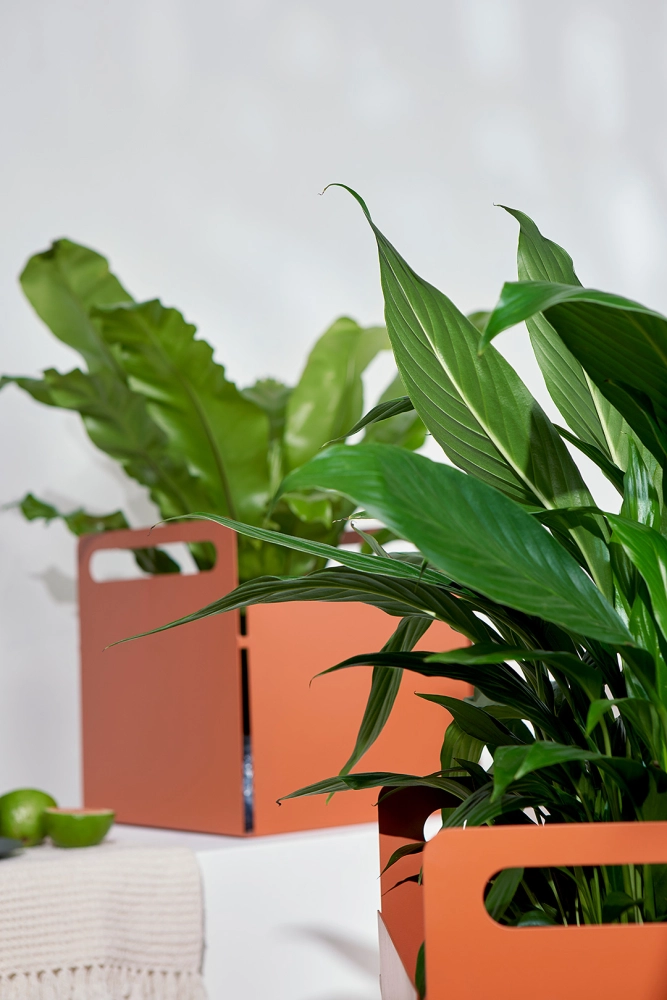 Coleção Joy, Cesto